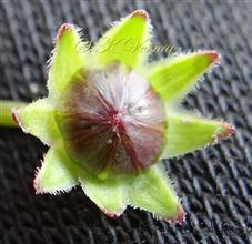  Young Capitulum with Calycular bracts